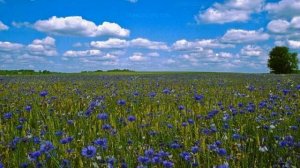 Васильковое платье. Виктор Королев.