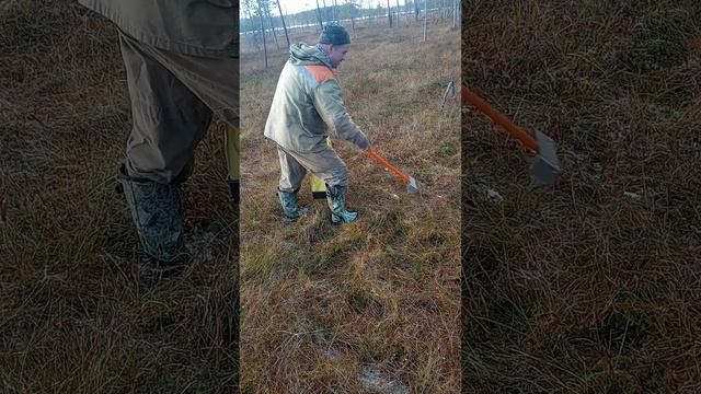 грабли брусника на клюкве. смотреть онлайн