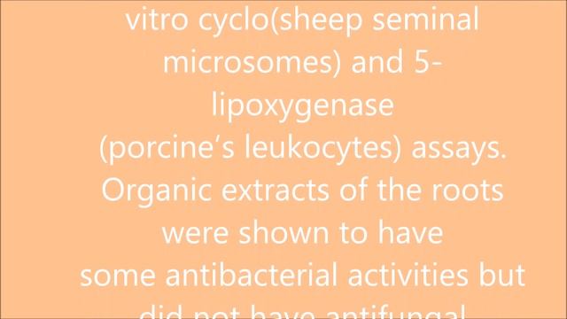 Anacyclus pyrethrum: Pyrethrum ، Pyrethre, Pyrèthre d’Afrique смотреть онлайн