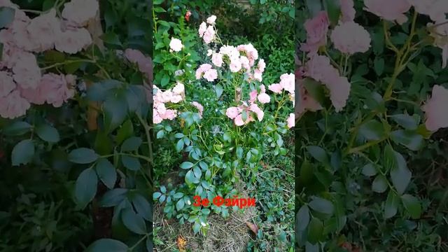 Зе Фэйри - чудная мелкоцветковая почвопокровка, не прихотлива. смотреть онлайн