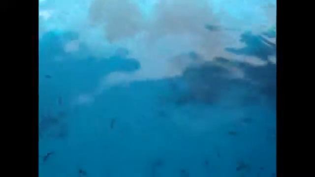Рыбы Красного моря вид с яхты Какие рыбки можно увидеть в Красном море смотреть онлайн