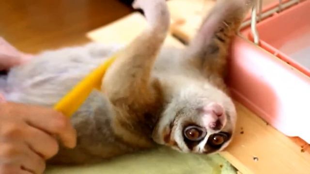 Любимые лемур-мур-мурчики смотреть онлайн