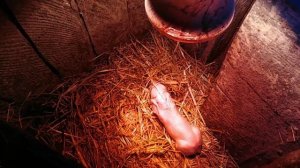 Опорос свиньи первородки  от А до Я / Центральная Сибирь