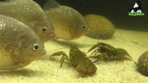 РАКИ против ПИРАНИЙ.  ЗВЕРСКАЯ БИТВА!!! Реакция пираний на живых раков!!!