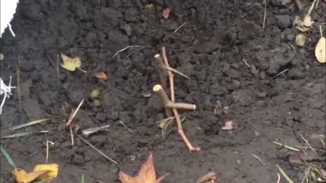 Как укрыть виноград на зиму смотреть онлайн