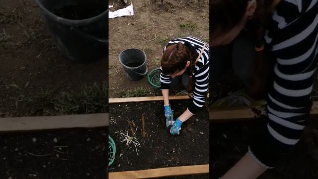 Секрет выращивания гладиолусов смотреть онлайн