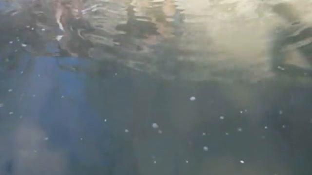 Черепаха в карьерах смотреть онлайн