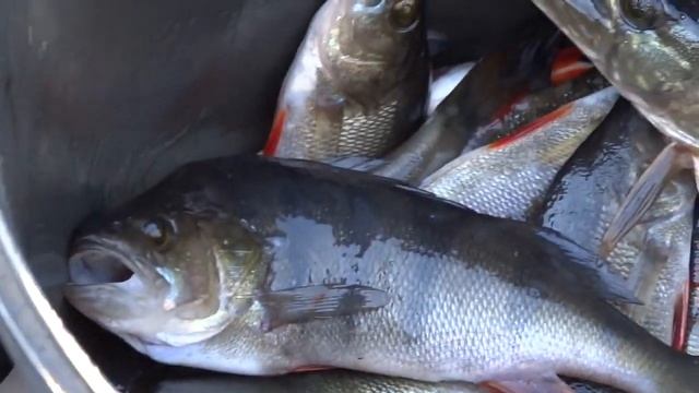 Тихое место. Рыбалка на ладогу. смотреть онлайн