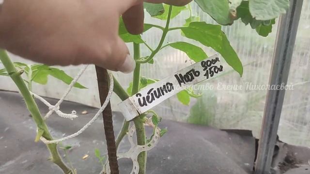 ЭТИ СОРТА ТОМАТОВ ПОСАДИЛ И ЗАБЫЛ, ЖАЛЕЮ, что РАНЬШЕ не ВЫРАЩИВАЛА смотреть онлайн