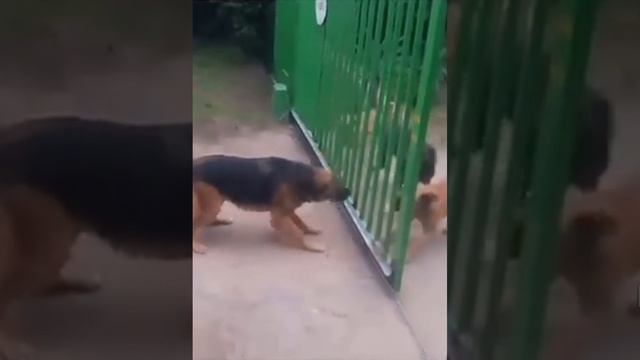 ЗАБАВНЫЕ ЖИВОТНЫЕ смотреть онлайн