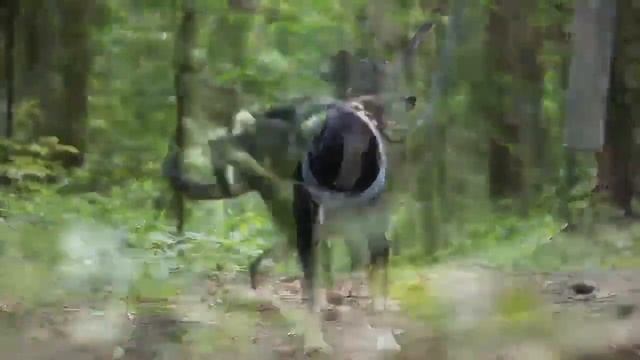 Зеленоград. Отдам собаку в хорошие руки даром! смотреть онлайн