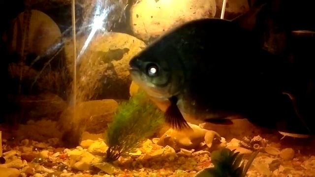 Один из видов пираний смотреть онлайн