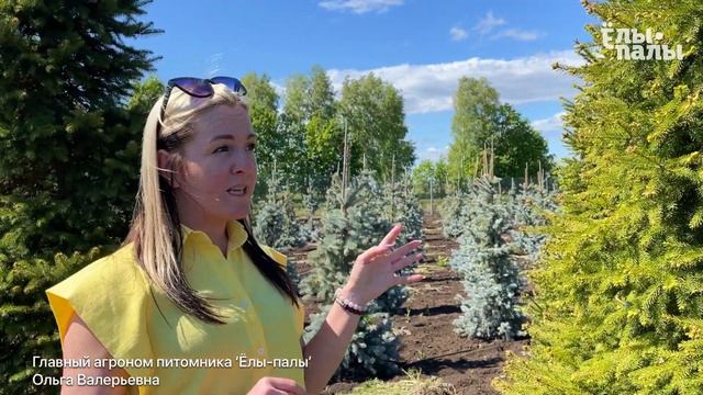Что такое перешколка . Расскажет главный агроном питомника "Ёлы-палы", Ольга Валерьевна. смотреть онлайн