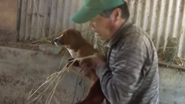 Собака плакала от горя, когда семья продала корову, c которой она выросла. смотреть онлайн