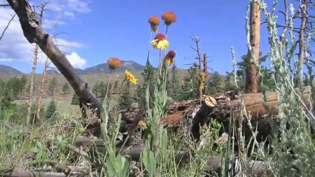 Blanketflower Timelapse in the Hayman fire zone, Colorado смотреть онлайн