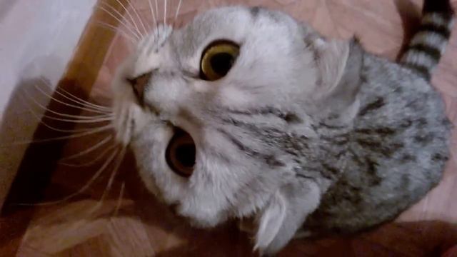 Шотландская вислоухая кошка Маша 1 смотреть онлайн