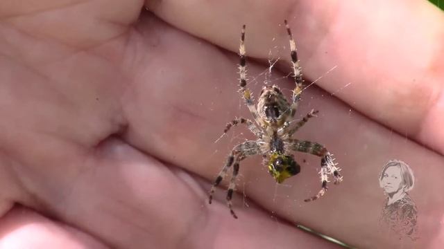 Вдруг какой - то паучок! смотреть онлайн