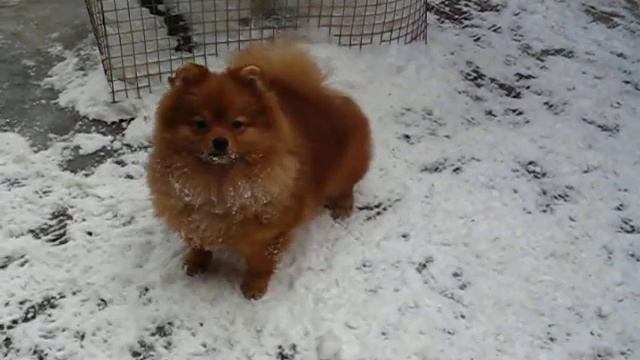 FOR SALE klein spitz female Gladys Orange Meillandina Iz Knyaginino, age 7 m (2) смотреть онлайн