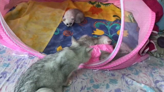 ПОТРЯСАЮЩИЙ СПОСОБ УЛОЖИТЬ КОТЯТ ?ОТПРАВИТЬ К НИМ ПАПУ? смотреть онлайн