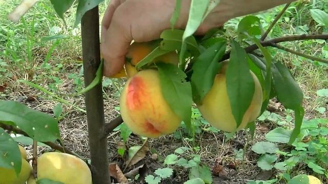Степень зрелости персиков среднего и среднепозднего срока созревания. смотреть онлайн