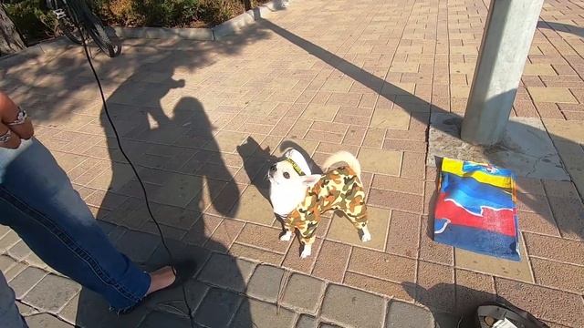 ИЗ МОСКВЫ В АНАПУ НА ВЕЛОСИПЕДЕ. ПУТЕШЕСТВИЯ НА ПЕНСИИ СВОИМ ХОДОМ. ЗНАМЕНИТЫЙ ПЕС ШЕКЕЛЬ смотреть онлайн