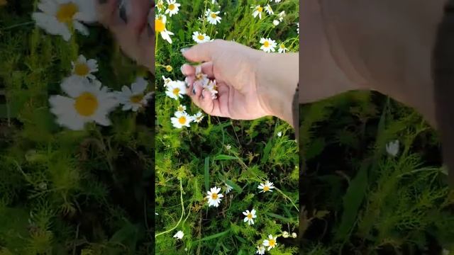 Заготавливаем ромашку на зиму Ромашковый чай #ромашки #чайизромашки #рамашковыйчай #чайназиму смотреть онлайн