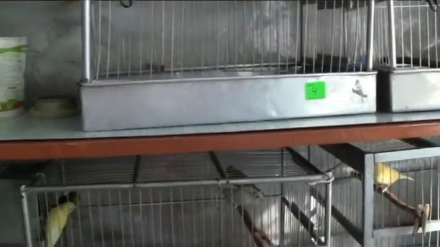 Беседы с украинскими канароводами смотреть онлайн