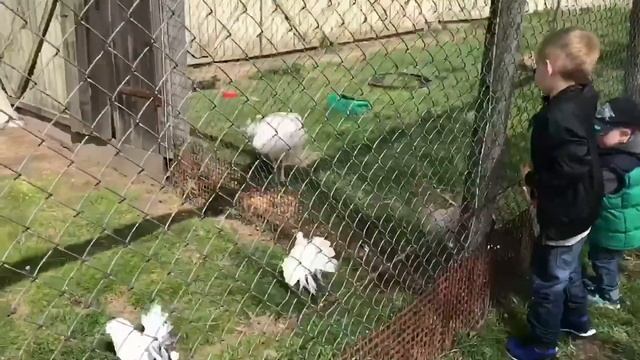 В гостях у Осла и Козла Макс и Никита кормят животных смотреть онлайн