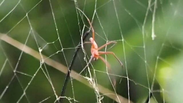 Nephila Pilipes Courtship: Male Plucking On The Web