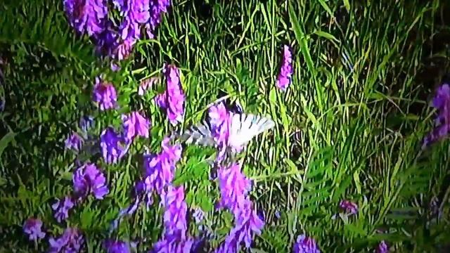 БИОСФЕРА: 55. Парусник Подалирий (Iphiclides podalirius) смотреть онлайн
