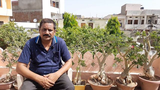 रिपोट के बाद अडेनियम की पत्तीयाँ क्यों पीली पड़ जाती हैं | Adenium Leaves Turning Yellow After Repot смотреть онлайн