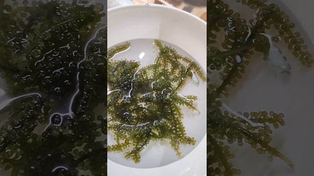 Пробуем #морскойвиногд 🍇 смотреть онлайн