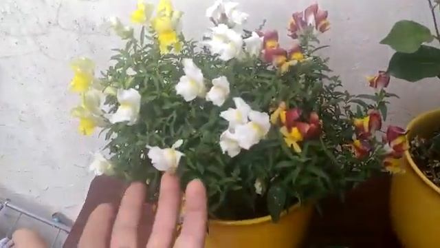 Чудеса на балконе. Цветы, помидор, базилик смотреть онлайн