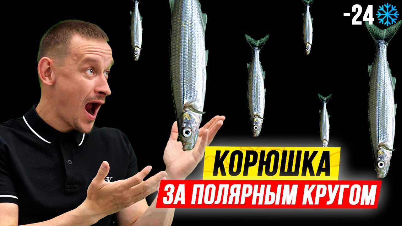 ? КОРЮШКА 2021 ? Рыбалка на корюшку в Мурманске. Как жарить КОРЮШКУ смотреть онлайн
