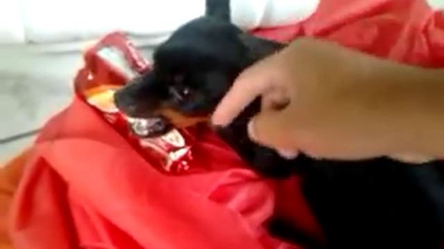 Pincher nervoso смотреть онлайн