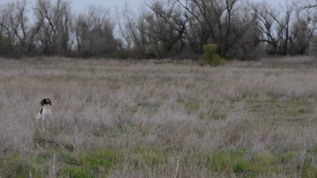 English Springer Spaniel Field Trial, Puppy Stake смотреть онлайн