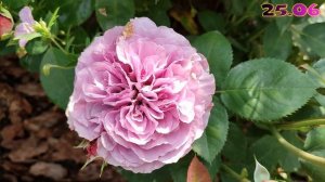 Роза Лавендер Айс в Подмосковье