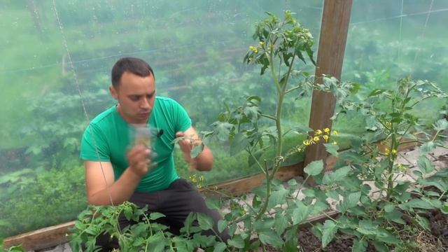 ПОЛНАЯ, ПОЭТАПНАЯ ИНСТРУКЦИЯ ПО ВЫРАЩИВАНИЮ ТОМАТОВ БЕЗ ХИМИИ смотреть онлайн