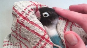 Как узнать пол неразлучника