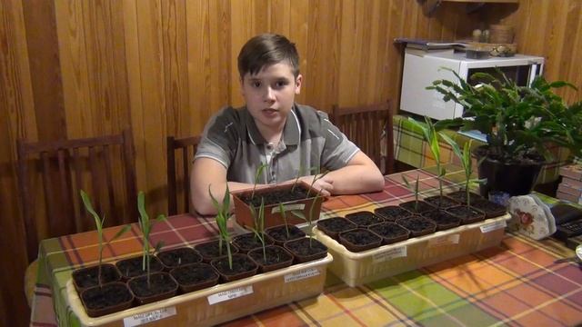ВЫРАЩИВАНИЕ ПЕРУАНСКОЙ КУКУРУЗЫ В ПОДМОСКОВЬЕ ЧАСТЬ 2 смотреть онлайн