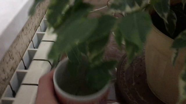 Хвастаюсь Фикус Бенджамина Черенкование и размножение Ficus OF Benjamine смотреть онлайн