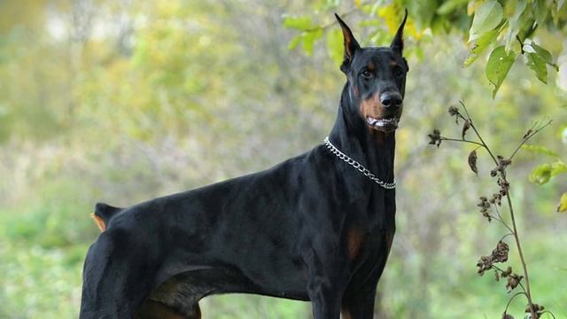 Звук Собаки смотреть онлайн