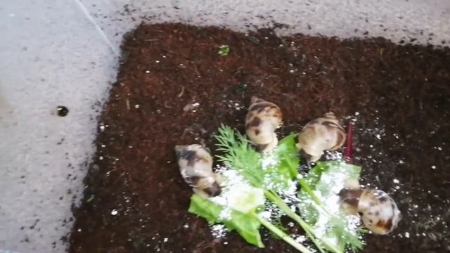 Кормление улиток ахатин// тигры, овумы, эгрегии и многие другие смотреть онлайн