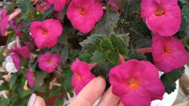 Ахименес Elegance