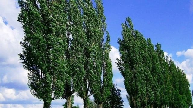 Зачем в СССР везде сажали тополя? Секрет раскрыт! смотреть онлайн
