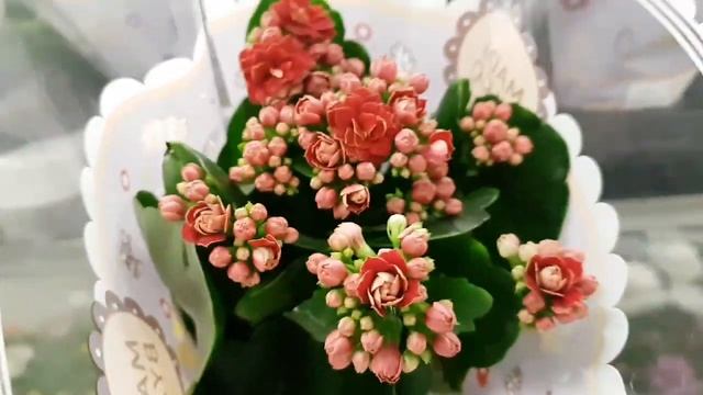 Уценили бокарнею! Уценили огромный кодиум, драцену, пахиру. Уценка:орхидеи, примулы, коланхое, розы смотреть онлайн