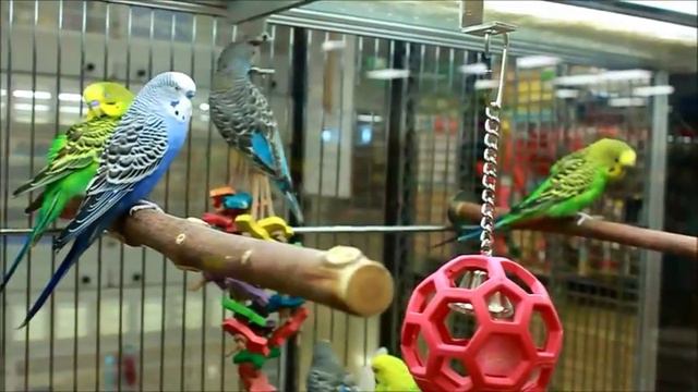 Как сделать деньги на хомячке. Идём в зоомагазин. Trip to a pet store. Russian смотреть онлайн