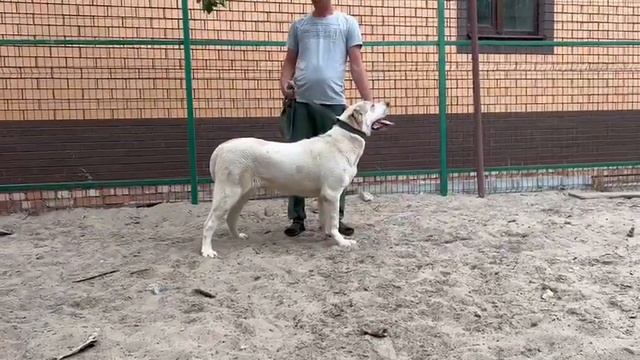 +79157787787.Свободна Джана,типаж Топаза.8 мес.Матурхана правнучка,Кабачка внучка.По БУЛЬДОЗЕР,ТОПА смотреть онлайн