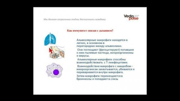 Иммунитет и дыхание