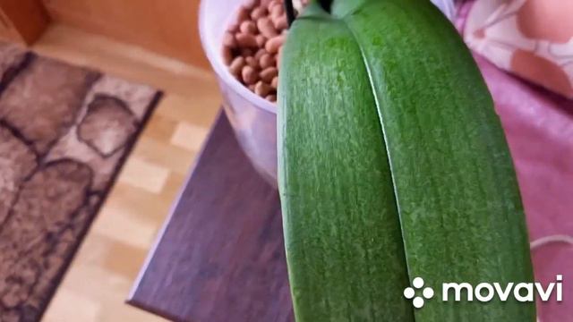 14.02.2024.ЦВЕТЕНИЕ ОРХИДЕЙ - УЦЕНОК КУПЛЕННЫХ В ПРОШЛОМ ГОДУ!!! смотреть онлайн